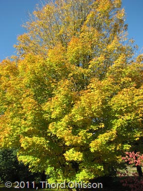 Acer saccharum